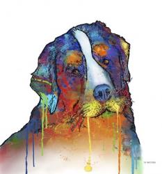 Bernese Mountain Dog | Obraz na stenu
