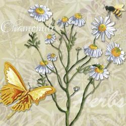 Herbs 3 Chamomile | Obraz na stenu