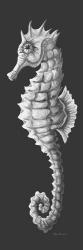 Gray On Gray Seahorse 1 | Obraz na stenu