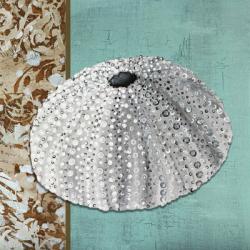 Silver Sea Urchin - Tan Side Border Teal Crackle Back | Obraz na stenu