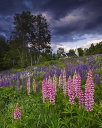 Lupines on the Hill | Obraz na stenu