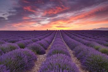 Sunrise over Lavender | Obraz na stenu