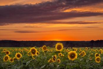 Sunset over Sunflowers | Obraz na stenu
