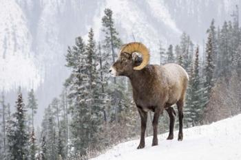 Bighorn in Snow | Obraz na stenu