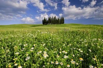 Daisies on Cypress Hill | Obraz na stenu