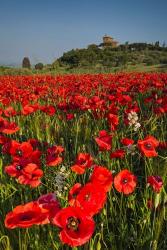 Poppies at Palazzo Massaini | Obraz na stenu