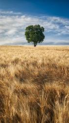 Lone Tree in Wheat Field | Obraz na stenu
