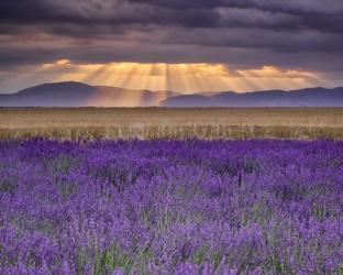 Sunbeams over Lavender | Obraz na stenu