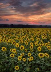 Sunflowers to the Sky | Obraz na stenu