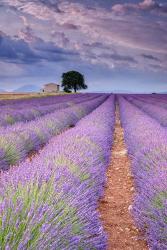 Rows Of Lavender | Obraz na stenu