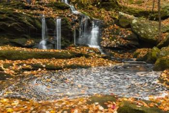 The Circle Of Leaves | Obraz na stenu