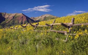 Wood Fence | Obraz na stenu