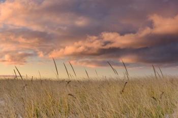 Beachgrass Sunrise | Obraz na stenu