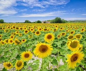 Field of Yellow | Obraz na stenu