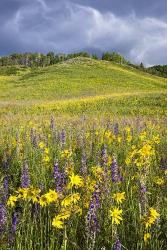 Hillside Bloom | Obraz na stenu