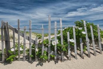 White Beach Roses | Obraz na stenu