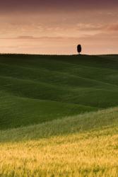 Lone Cypress - Vertical | Obraz na stenu