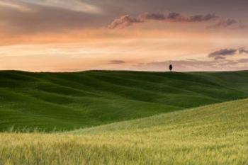 Lone Cypress | Obraz na stenu