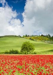 Tuscan Poppies - Vertical | Obraz na stenu
