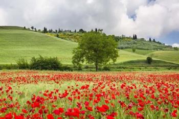 Tuscan Poppies | Obraz na stenu