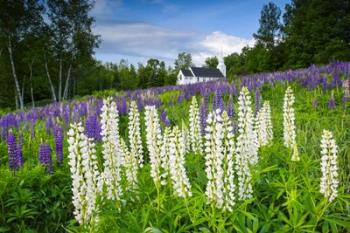 Lupines At Sugar Hill | Obraz na stenu