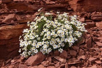 Daisies of the Desert | Obraz na stenu