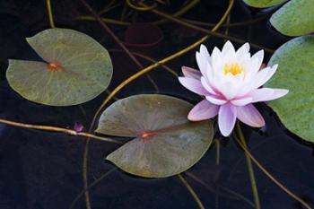 Pink Water Lily-2 | Obraz na stenu