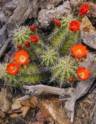 Claret Cup Cactus | Obraz na stenu