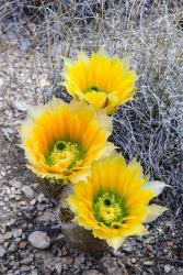 Rainbow Cactus | Obraz na stenu