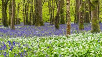 Bluebells and Garlic | Obraz na stenu