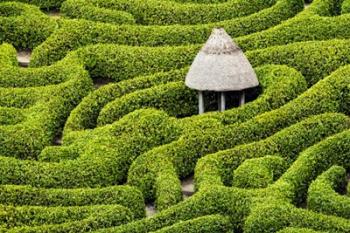 Green Maze | Obraz na stenu