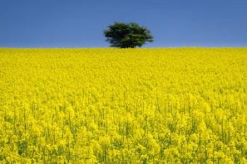 Lone Tree in Rape Field | Obraz na stenu