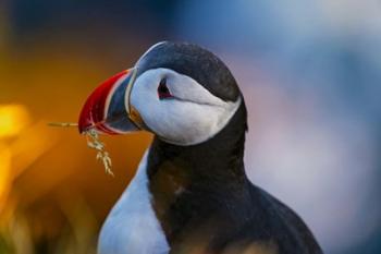 Nesting Material | Obraz na stenu