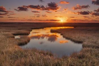 Golden Marsh | Obraz na stenu