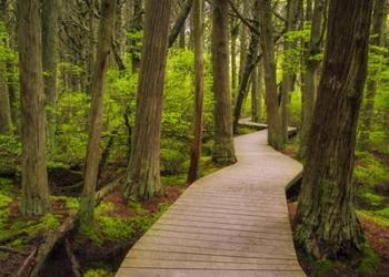 Boardwalk in Cedar | Obraz na stenu