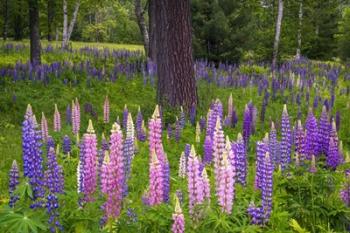 Lupines and Trees | Obraz na stenu