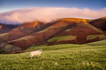 Lone Sheep on Latrigg Fell | Obraz na stenu