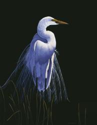 Common Egret In Breeding Plumage | Obraz na stenu