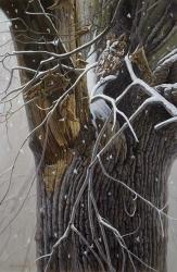 Winter Branches | Obraz na stenu
