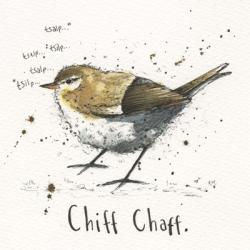 Chiffchaff | Obraz na stenu