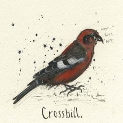 Crossbill | Obraz na stenu