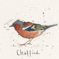 Chaf Finch | Obraz na stenu