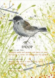 Blackcap Postcard | Obraz na stenu