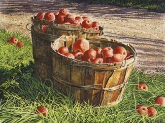 Apple Bushels | Obraz na stenu