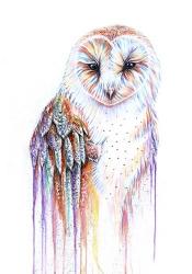 Barred Rainbow Owl | Obraz na stenu