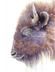Spirit of the West Buffalo | Obraz na stenu