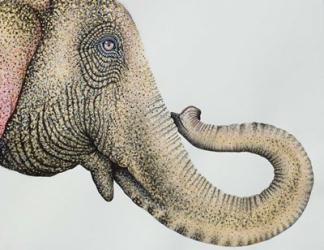 Spotted Asian Elephant 2 | Obraz na stenu
