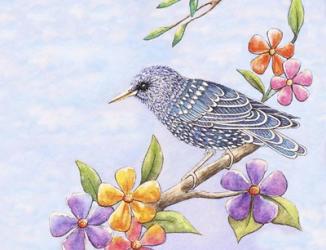 Starling Bird with Flowers | Obraz na stenu