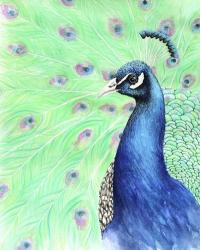 Mr. Peacock | Obraz na stenu