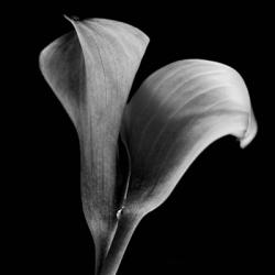 Calla Lilies Black and White | Obraz na stenu